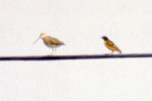 S. of Almonte, ON - Jun. 12, 1988 - female and Wilson's Snipe (left)