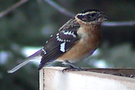 SW of Pakenham, ON - Nov. 30, 2003 - 1st or 2nd winter male