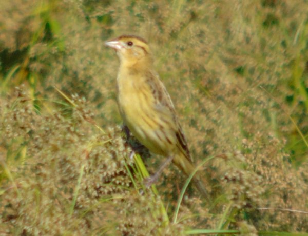 Belleisle Marsh, NS - Aug. 20, 2015 - non-breeding plumage