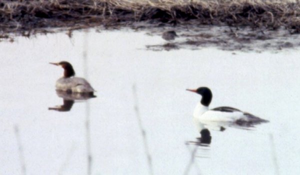 Duck Flats, Valdez, AK - Apr. 18, 1989