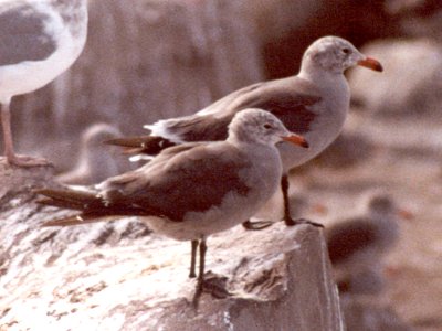 Point Brown, WA - August 20, 1979 - adult non-breeding