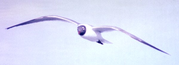 Aransas Bay, TX - Mar. 29, 1986 - summer adult in flight