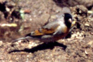 Morongo Valley, CA - May 12, 1980 - male breeding plumage