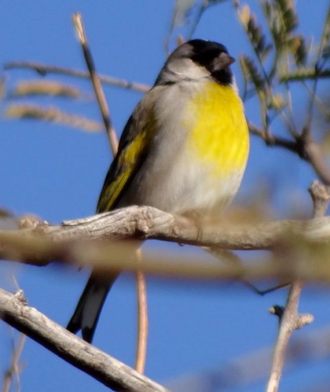 Sahaurita, AZ - Jan. 9, 2012 - male winter plumage