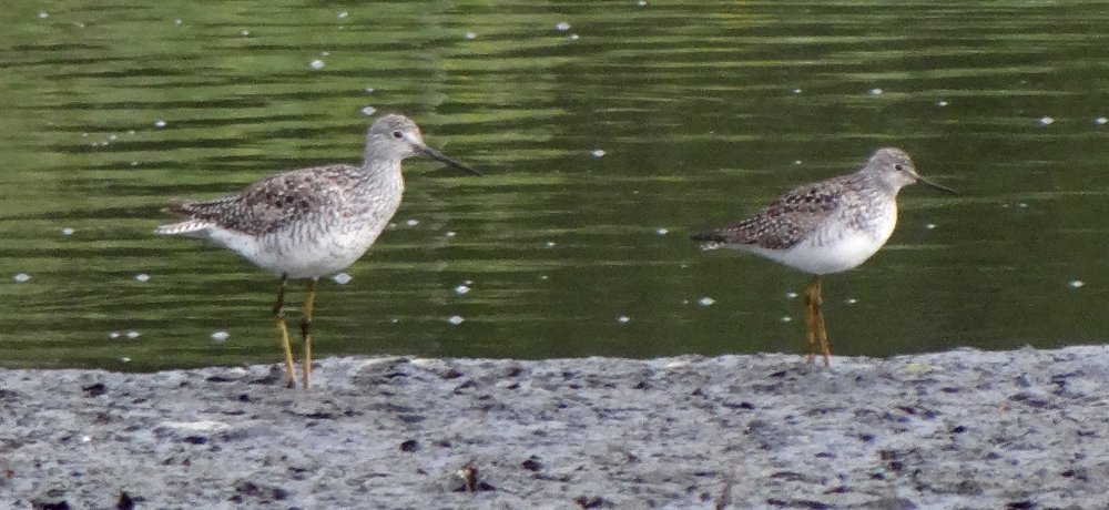 Iona Island, BC - May 13, 2013 - on right with Greater Yellowlegs on left