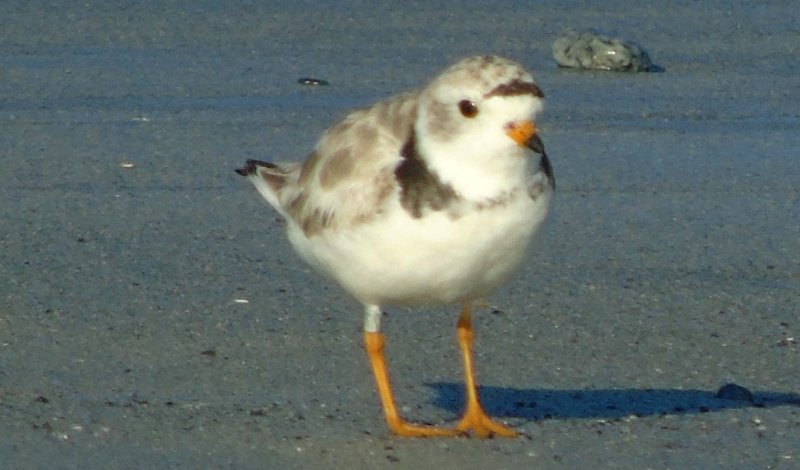 Daniel's Head, Cape Sable Island, NS - Jul. 23, 2015 - breeding plumage