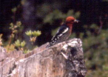 Cypress Bowl Provincial Park, BC - June 17, 1990