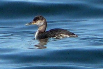 Digby, NS - Apr. 25, 2011 (winter plumage beginning moult)