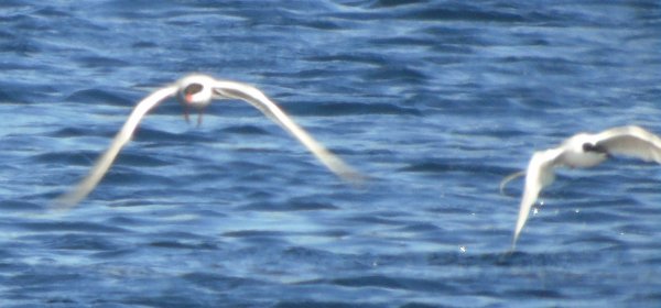 Pond Road, Lower West Pubnico, NS - June 13, 2015 - Roseate on right, Common Tern on left (same two birds in flight)