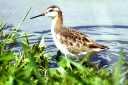 St. Isidore Sewage Lagoons, ON - Jun. 4, 1988 - male
