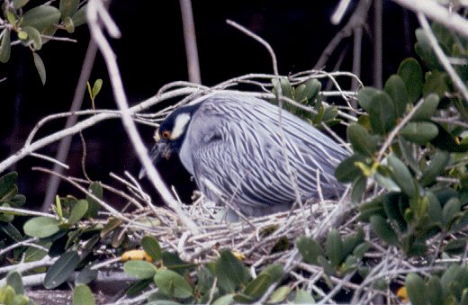 Ding Darling NWR, Sanibel Island, FL - May 8, 1985 (on nest)