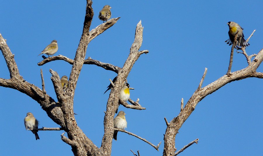 Sahaurita, AZ - Jan. 9, 2012 - winter flock