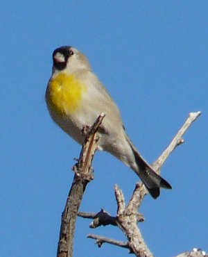 Sahaurita, AZ - Jan. 9, 2012 - male
