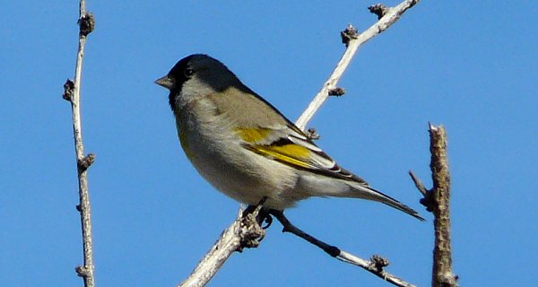 Sahaurita, AZ - Jan. 9, 2012 - male winter plumage