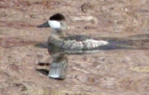 Pena Blanca Lake, AZ - Jan. 12, 2012 - winter male