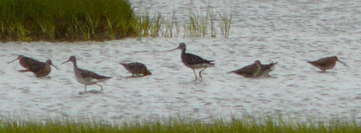 The Hawk, Cape Sable Island, NS - Jul. 7, 2014 - with two long-legged Greater Yellowlegs
