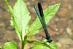 River Jewelwing m