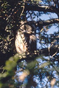 Saw-whet Owl Napping in Owl Woods