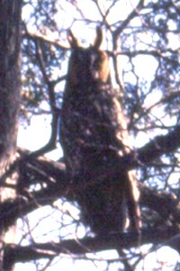 Long-eared Owl in Owl Woods