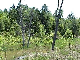 Woodland and Swamp along Chemin de Comte