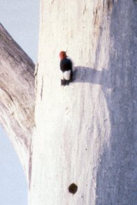 Red-headed Woodpecker on Dead Tree