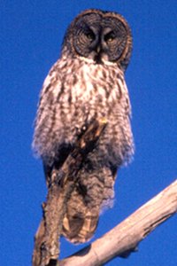 Great Gray Owl - Champlain Park - Jan. 17, 1987