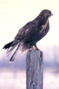 Dark-phase Rough-legged Hawk