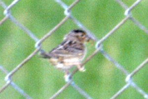 Grasshopper Sparrow on Airport Fence