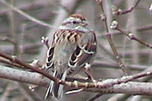Americam Tree Sparrow - Riverbank Road - April 10, 2004