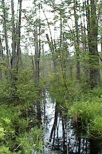 Wooded Swamp along Fisher Road