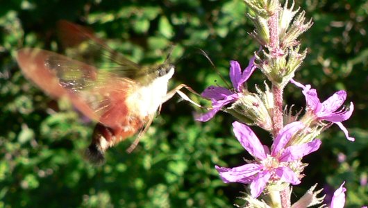 Hummingbird Clearwing Moth - Clarence-Cambridge Boundary Road - Jul. 29, 2007