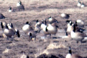 Find the Greater White-fronted Goose