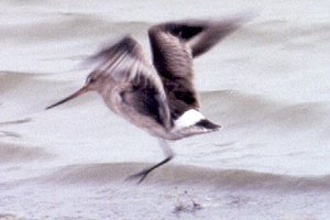Hudsonian Godwit at Munster Sewage Lagoons - Nov. 11, 1990