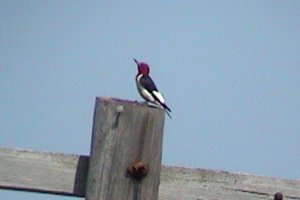 Red-headed Woodpecker at this Site - July 17, 2004