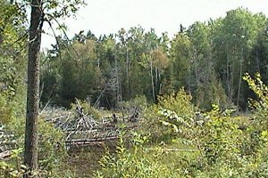 Wooded Swamp along MacHardy Road