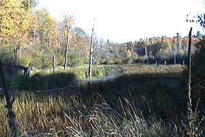 Marsh along the Watts Creek Trail