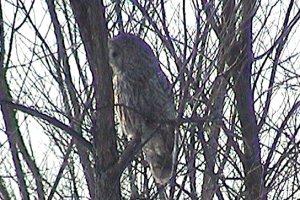 Great Gray Owl along Rifle Road - Feb. 5, 2005