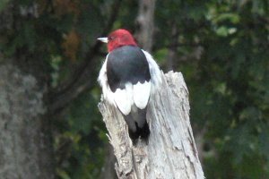Red-headed Woodpecker at Old Burn Area - Sept. 10, 2006