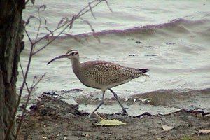 Whimbrel at Remic Rapids - Sept. 17, 2004
