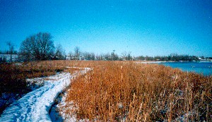 Marsh Boardwalk in Winter