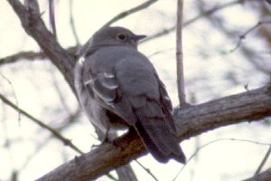 Wintering Townsend's Solitaire