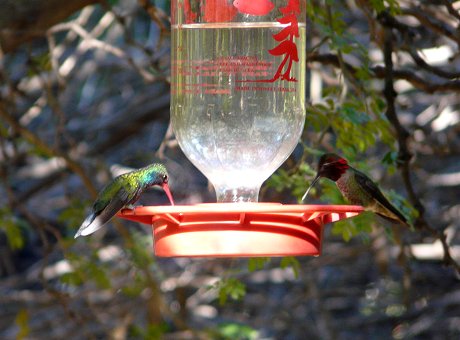 Broad-billed (left) and Anna's Hummingbirds at Feeder - April 6, 2010