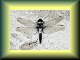 Dragonfly Photos