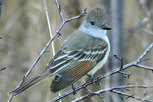 Ash-throated Flycatcher - Bois-de-Liesse Nature Park in the west end of Montreal, QC - Nov. 28, 2004 - photo courtesy Wilson Hum