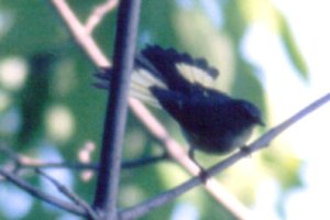 Britannia Conservation Area, Ottawa, ON - May 28, 1988 - fanned tail