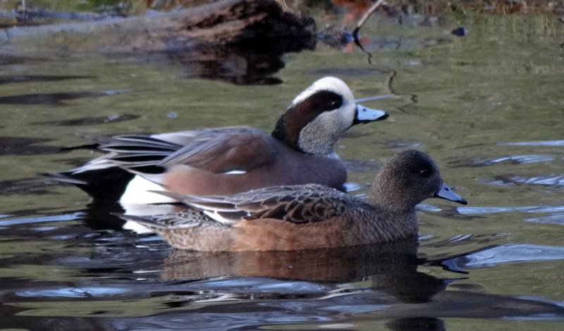 Sullivan's Pond, Dartmouth, NS - Dec. 4, 2013 - male behind female