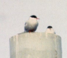 Valdez, AK - May 1, 1989