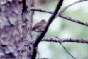 Osceola National Forest, FL - May 19, 1985