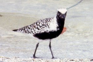 Sanibel Island Causeway, FL - May 8, 1985 - breeding plumage