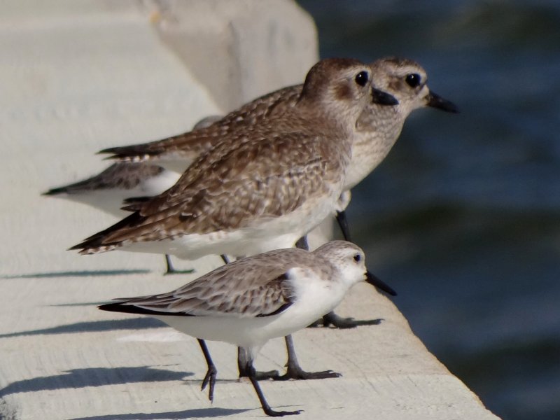 Sanibel Island Causeway, FL - Jan. 12, 2013 - winter plumage - a Sanderling stands in front of the two plovers